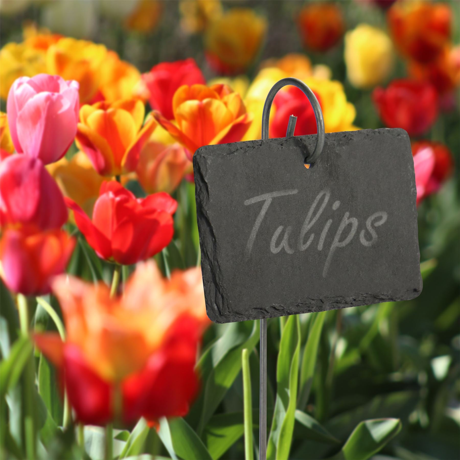 Garden Slate Plant Labels & Chalk - Set of 10 | M&W	
