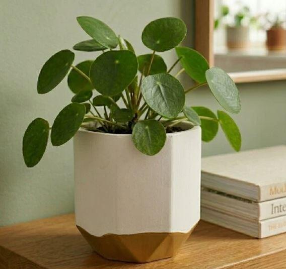 Small Ceramic Planter - White & Gold | M&W